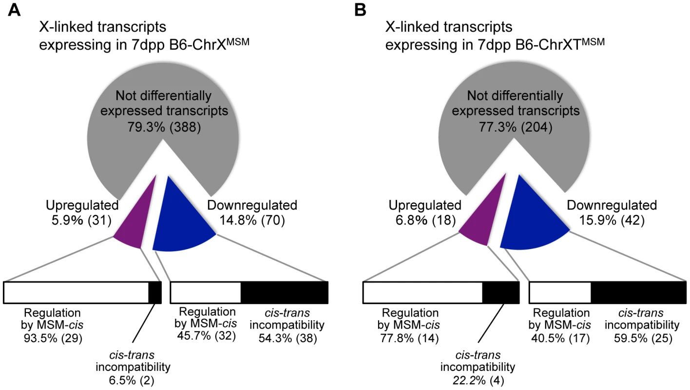 Classification of MSM-derived X-linked transcripts in B6-ChrX<sup>MSM</sup> and B6-ChrXT<sup>MSM</sup>.