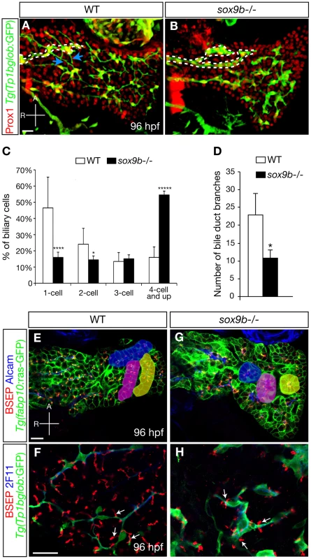 Intrahepatic biliary network morphogenesis and bile canaliculi formation are impaired in <i>sox9b</i> mutants.