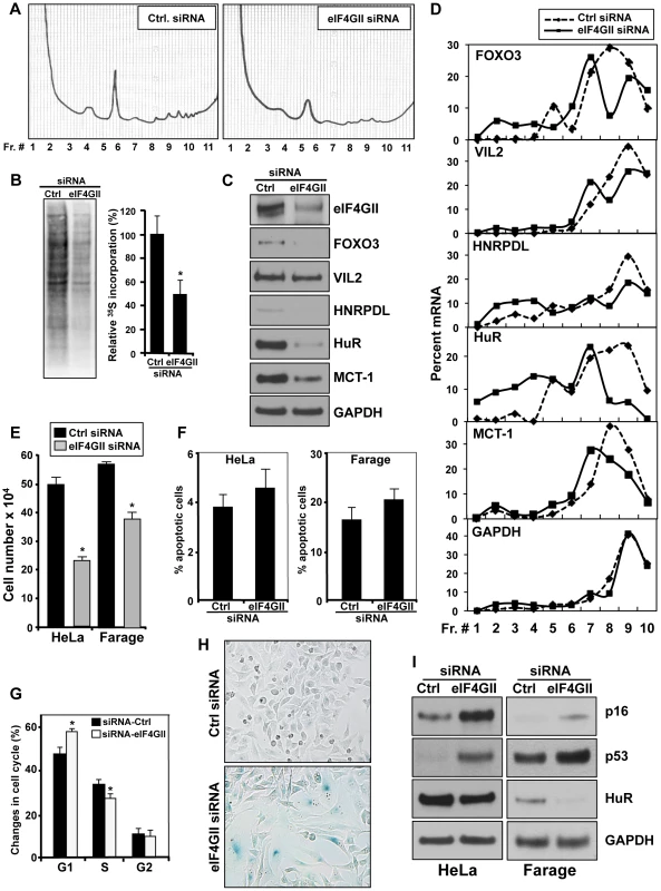 Influence of eIF4GII on gene translation, cell proliferation and the senescent phenotype.