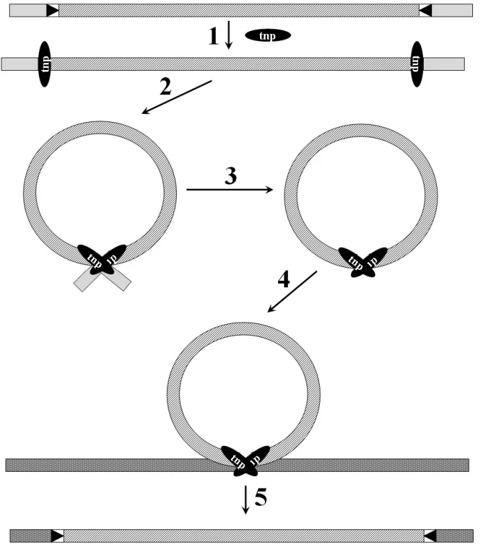 Transpozice transpozonu. Transpozon je znázorněn
šrafovaně, tnp – transposáza, 1 – vazba transposázy na invertované
repetice, 2 – synapse, 3 - excize, 4,5 – vazba transpozonu
do recipientní molekuly. Podle [65].
<b>Fig. 6.</b> Transposition of the transposon. Transposon is shaded,
tnp – transposase, 1 – binding of transposase to the terminal
inverted repeats, 2 – synapsis, 3 - excision, 4,5 – transposon
inserted into the recipient molecule. According to [65].