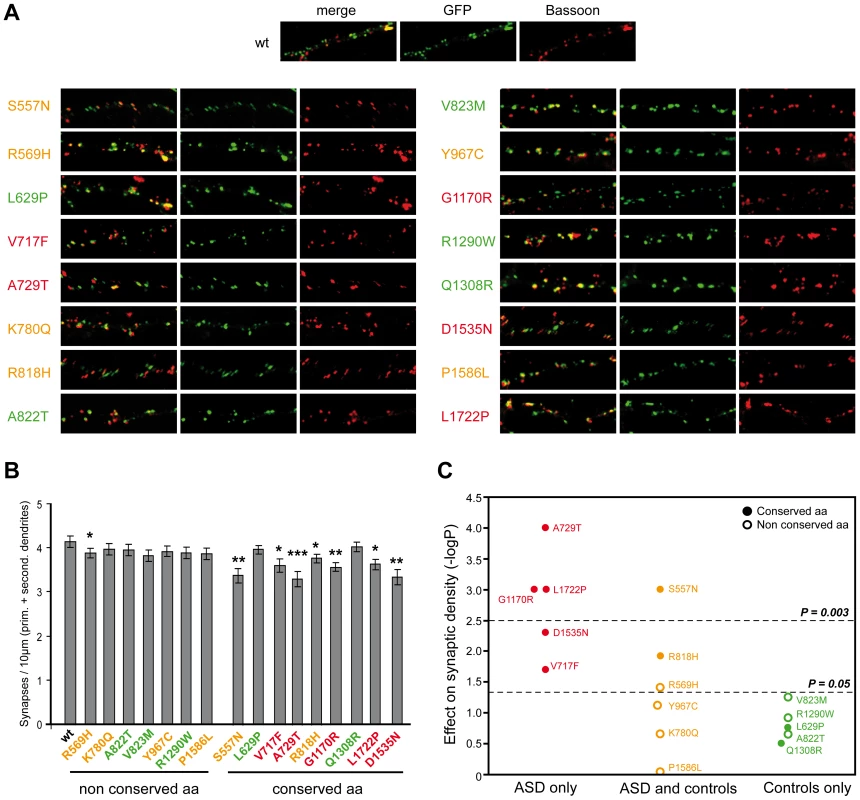 Characterization of the functional impact of <i>SHANK2</i> mutations in cultured neuronal cells.