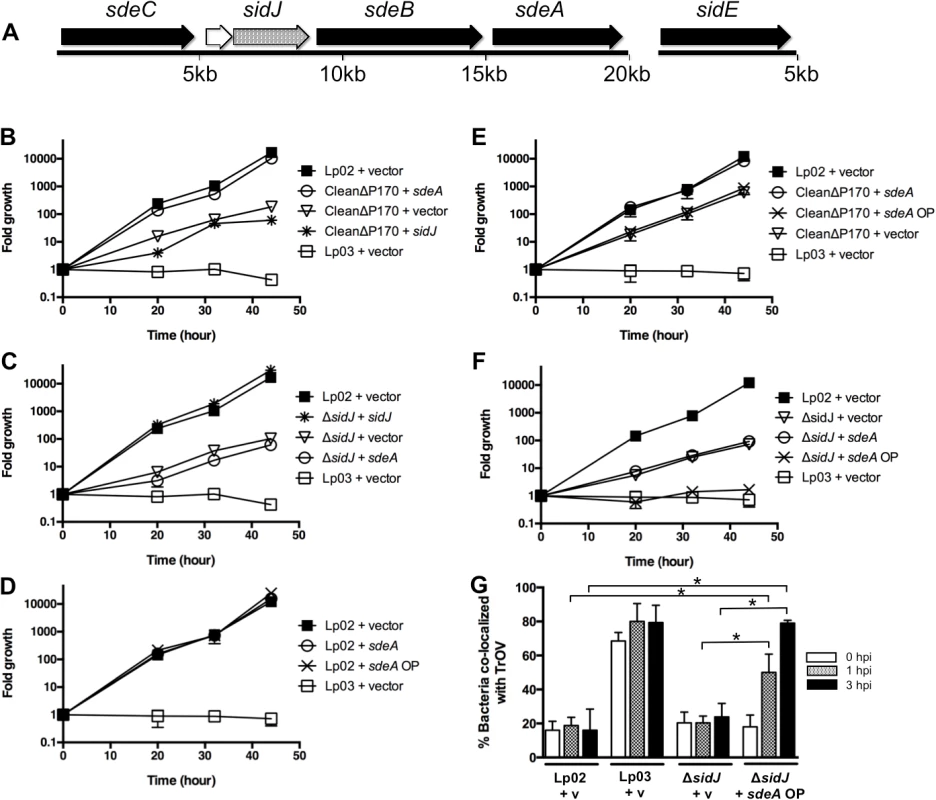 Genetic analysis of the SidE family and SidJ.