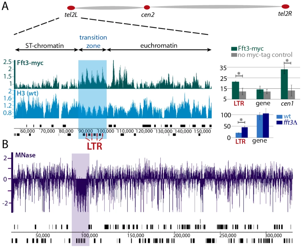 Fft3 is localized to the <i>tel2L</i> subtelomeric transition zone.