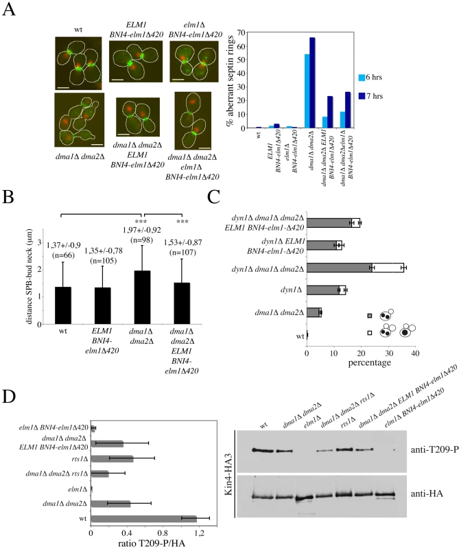 Restoring Elm1 localization at the bud neck of <i>dma1Δ dma2Δ</i> cells rescues their septin and SPOC defects without restoring Kin4 phosphorylation.