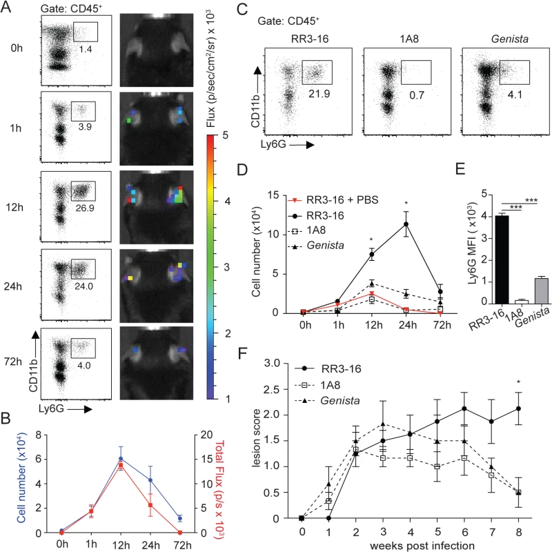 Kinetics of neutrophil recruitment and outcome on disease development following i.d. inoculation of <i>L</i>. <i>Mexicana</i>.