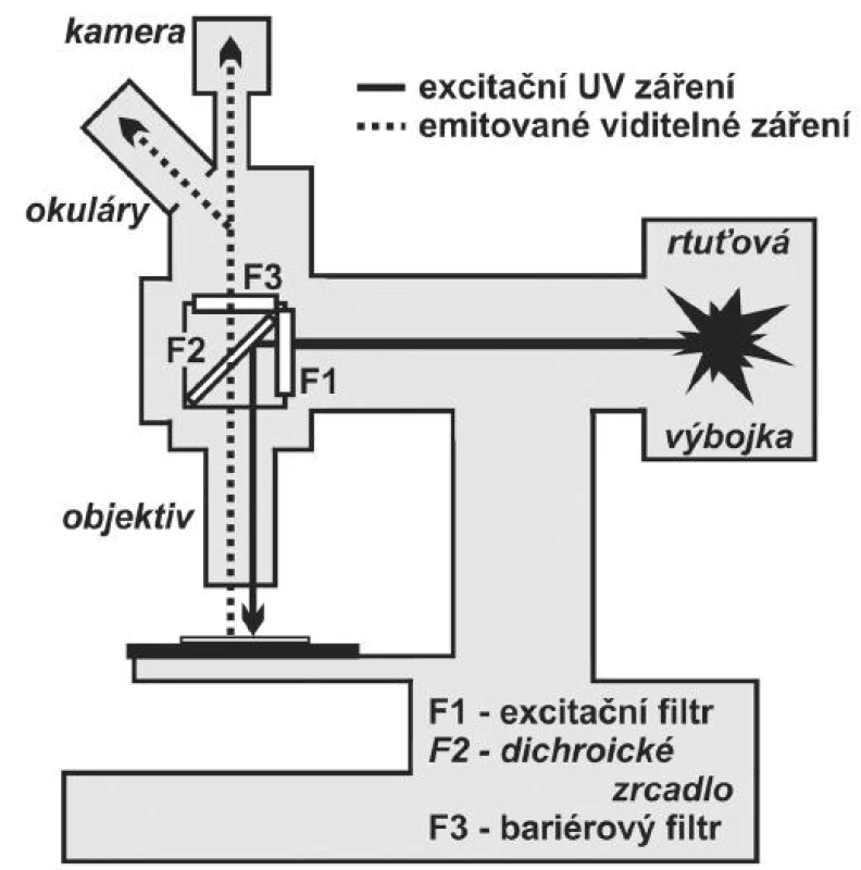 Schéma epi-fluorescenčního mikroskopu. Excitační ultrafialové záření ze rtuťové výbojky prochází excitačním filtrem F1 (vymezí spektrum vlnových délek potřebných pro excitaci fluorochromu), odrazí se od dichroického zrcadla F2 a přes objektiv dopadá na preparát, kde je genomická DNA s navázanou sondou označenou fluorochromem. Dochází k procesu fluorescence. Emitované viditelné záření prochází přes objektiv, dichroické zrcadlo F2 a bariérový filtr F3 do okulárů nebo je snímáno kamerou.