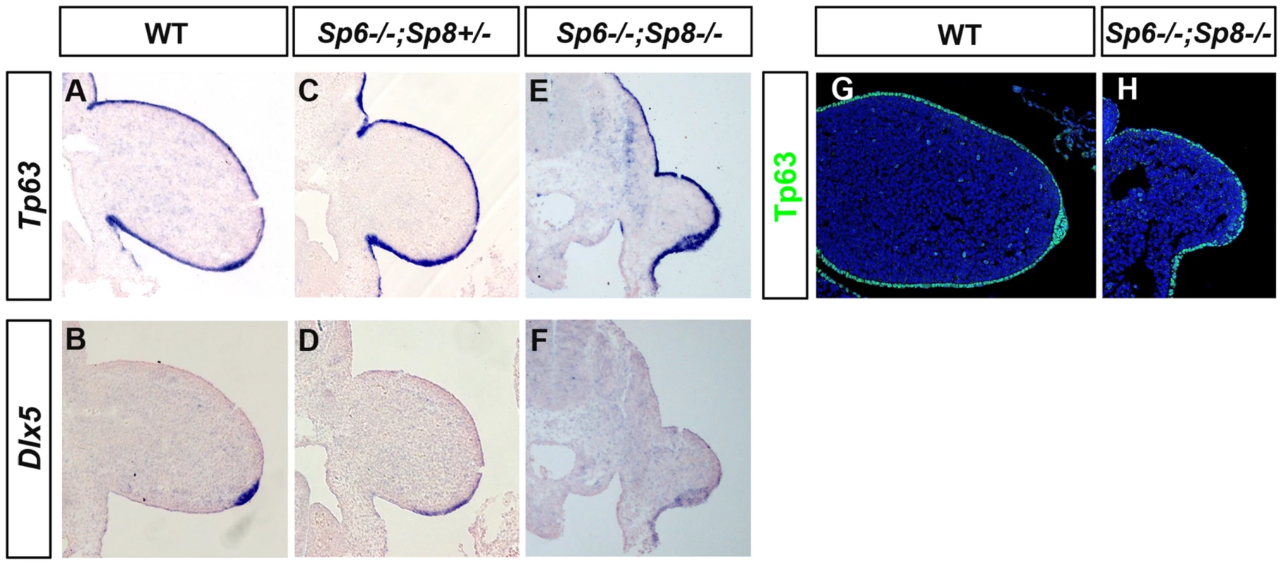 <i>Tp63</i> and <i>Dlx5</i> expression in mutant limb buds.