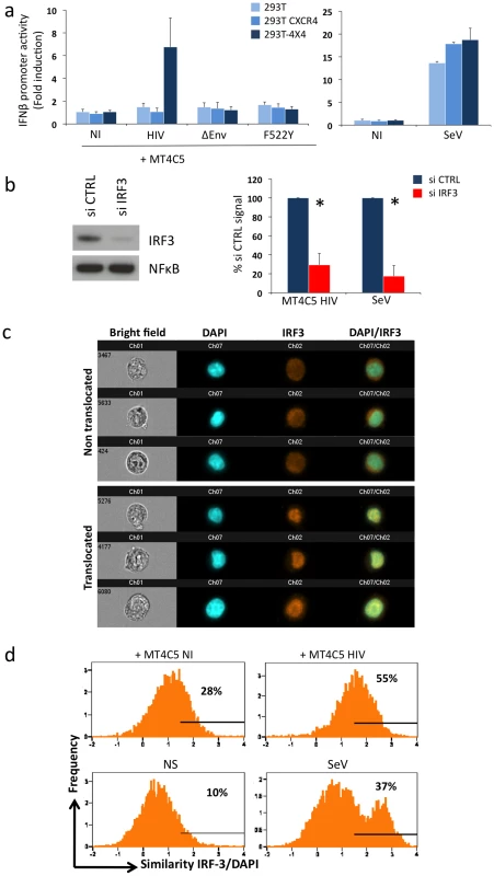 Sensing of HIV-infected lymphocytes by 293T-derived epithelial cells.