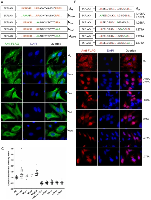 Mutagenesis studies of potential nuclear localization signals (NLSs) and nuclear export signals (NESs) in NiV-M.