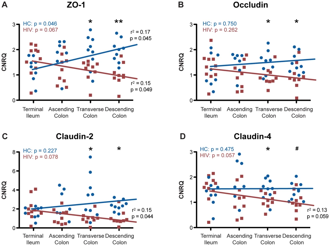 Tight junctional transcript levels in HIV+ individuals decrease progressively from proximal-to-distal colon.