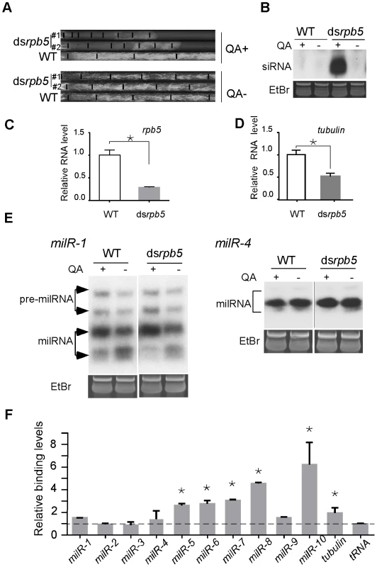 The involvement of Pol II in milRNA production.