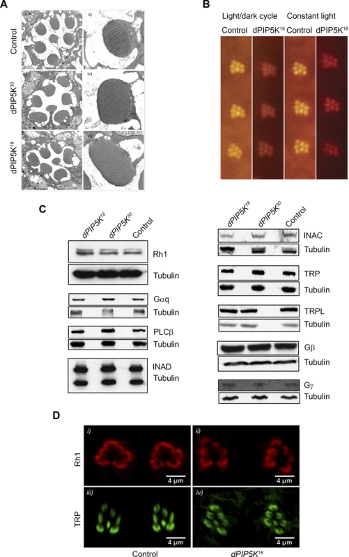 <i>dPIP5K<sup>18</sup></i> photoreceptors have normal ultrastructure and unaltered levels of transduction proteins.
