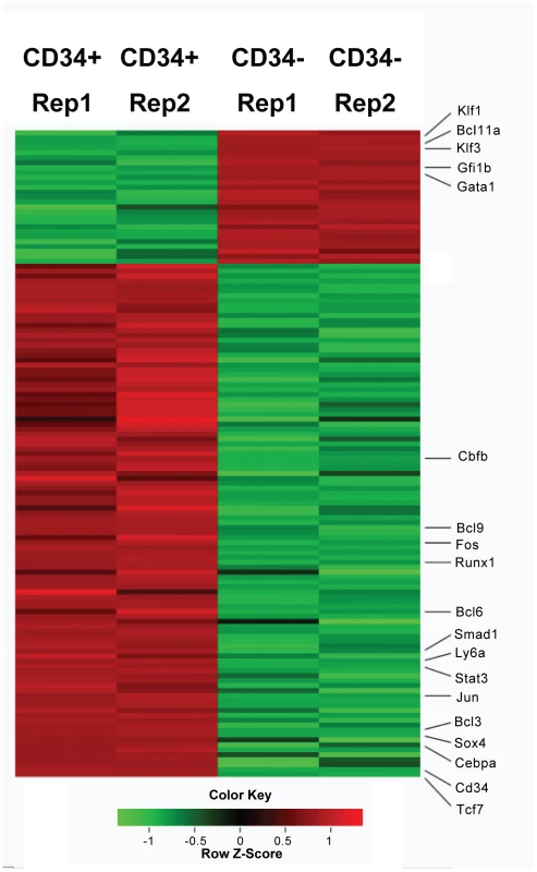Heatmap display of transcription factors that differential expressed (>1.5 fold) between Lin-CD34+ cell and Lin-CD34− cells.