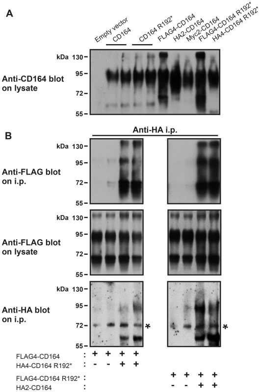 CD164 and CD164 R192* form heterodimers.