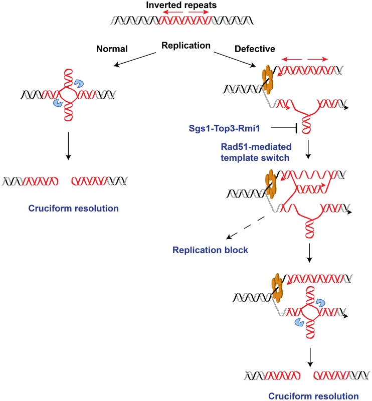 Model for <i>Alu</i>-IRs-mediated fragility under conditions of replication proficiency and deficiency.