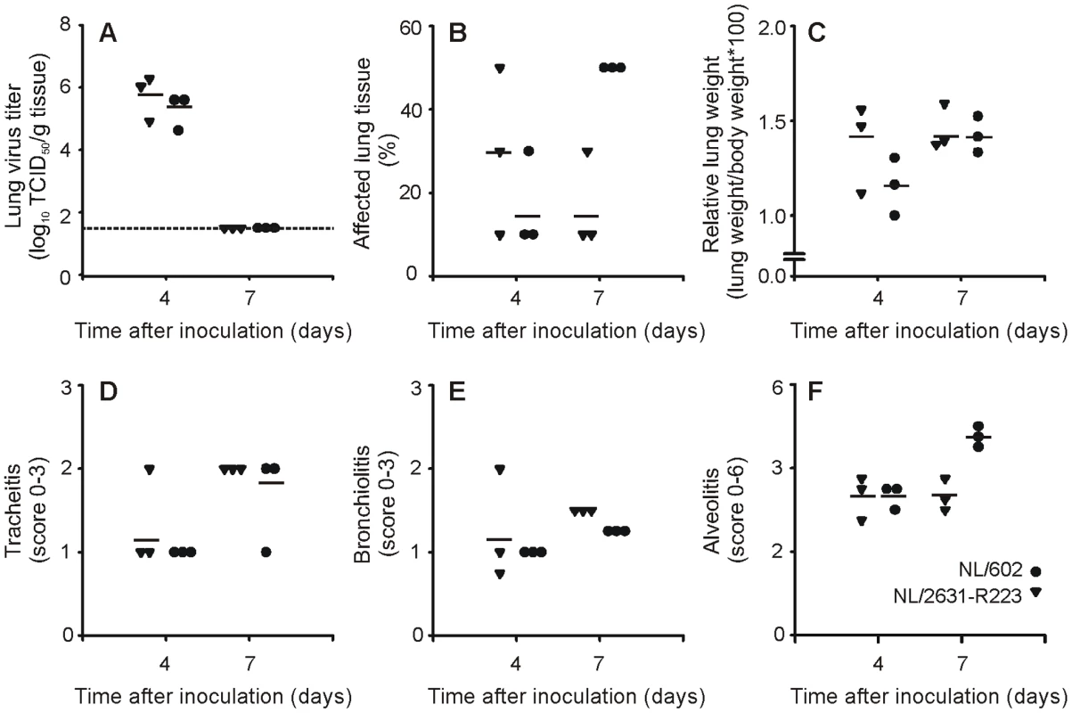 Semi-quantitative lung scores and histological examination of the infected ferret respiratory tract.