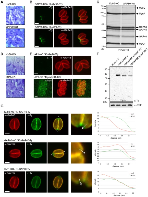 The MyoC-glideosome is dispensable in tachyzoites.