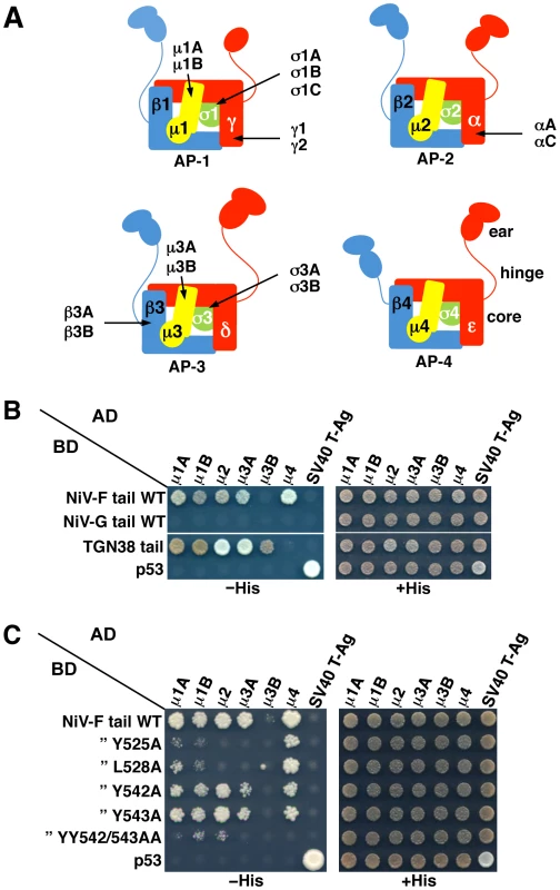 Interaction of the NiV-F cytosolic tail with AP μ subunits.