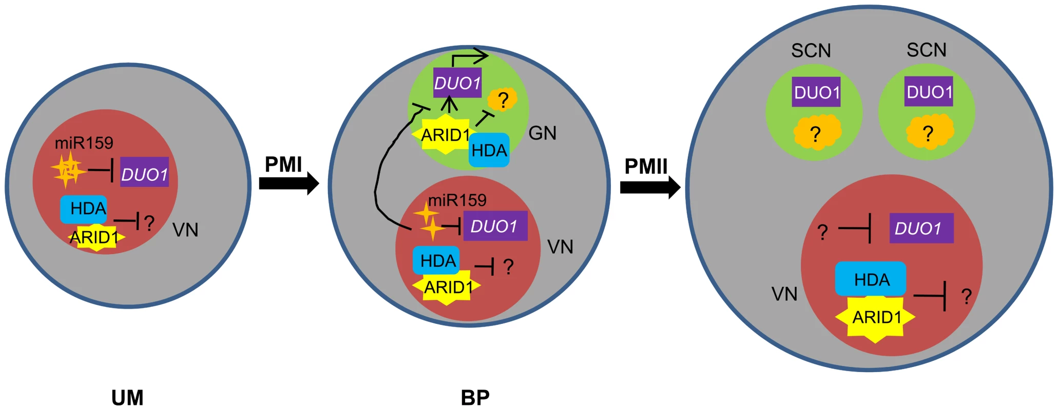Model for ARID1 function during sperm cell formation in <i>Arabidopsis</i>.