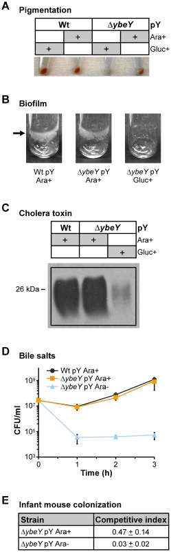 Reduced virulence in <i>V. cholerae</i> Δ<i>ybeY</i>.