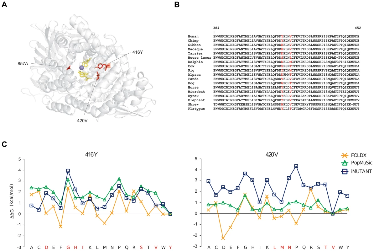 Analysis of positively selected sites in <i>ERAP2</i>.