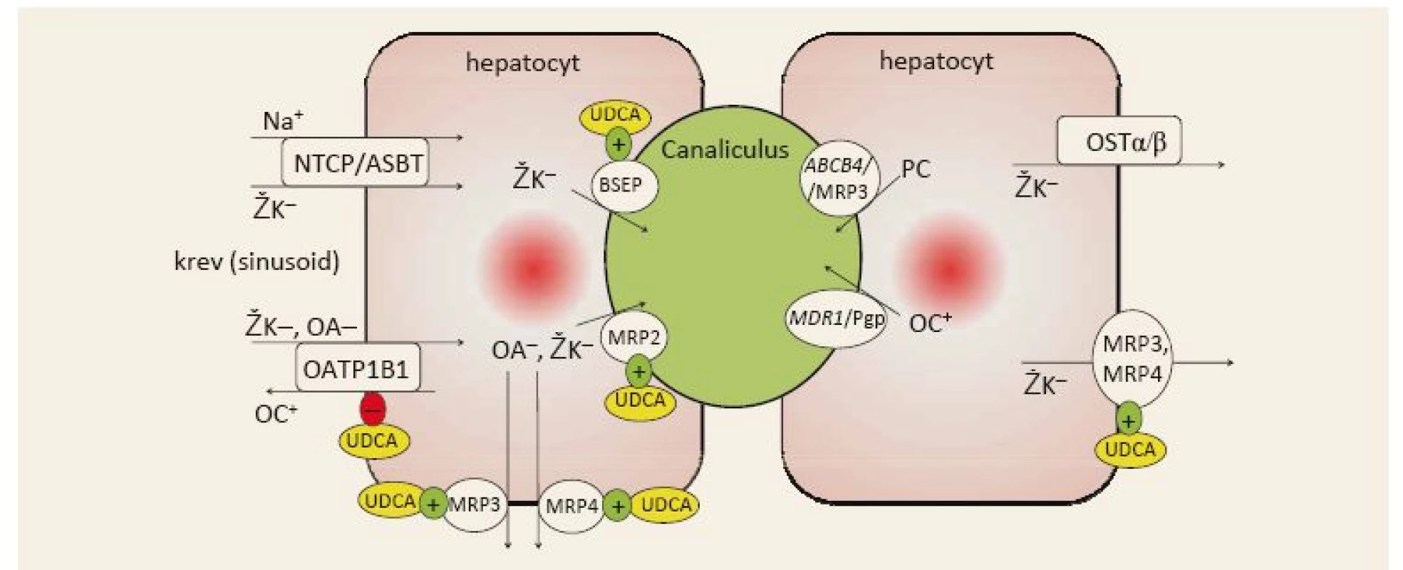 Zjednodušené schéma transportu žlučových kyselin hepatocyty. Upraveno podle [3,41].
Fig. 3. Simplified schema of bile acids transportation in the hepatocytes. Adapted from [3,41].