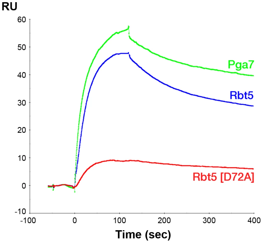 Holo-Pga7 interacts with apo-Rbt5 and with apo-Pga7.