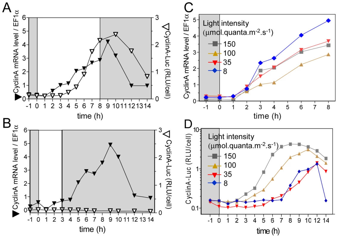 Differential regulation of CyclinA transcription and protein accumulation during commitment.