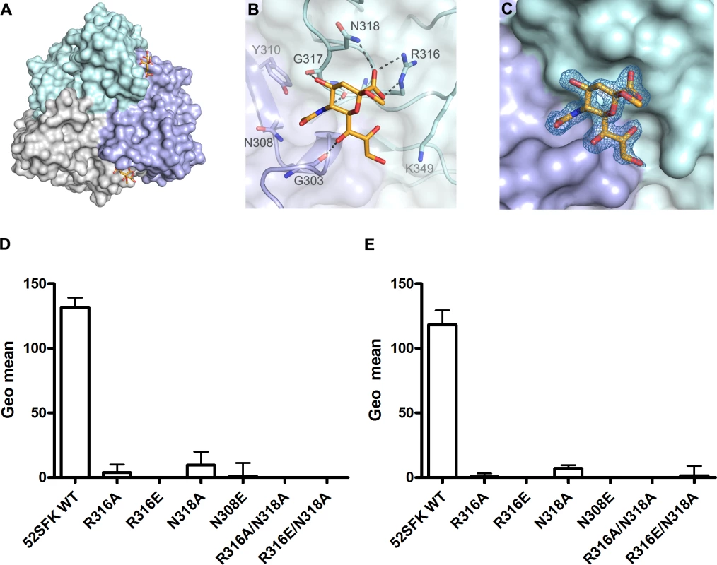HAdV-52 interaction with sialic acid.