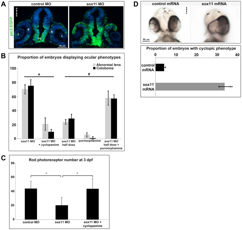 Sox11 negatively regulates Hedgehog (Hh) signaling.