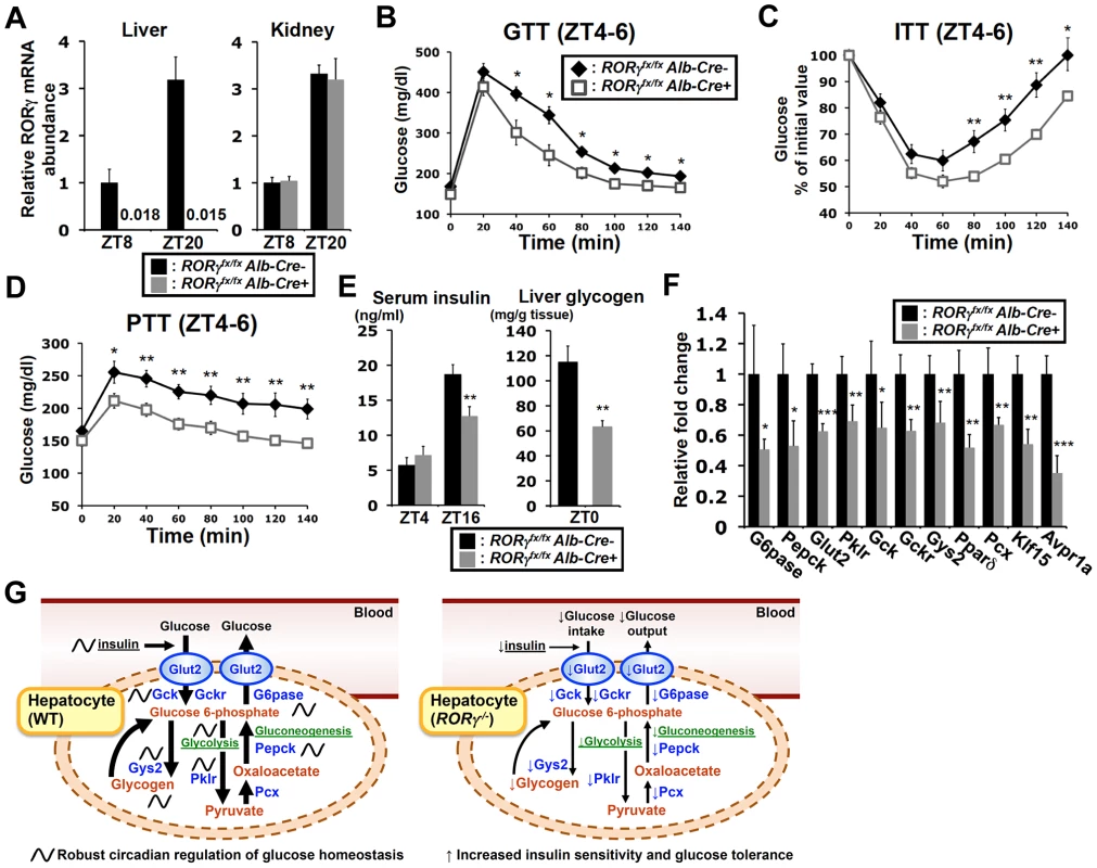 Liver-specific RORγ deficient mice exhibit improved insulin sensitivity and reduced gluconeogenesis.