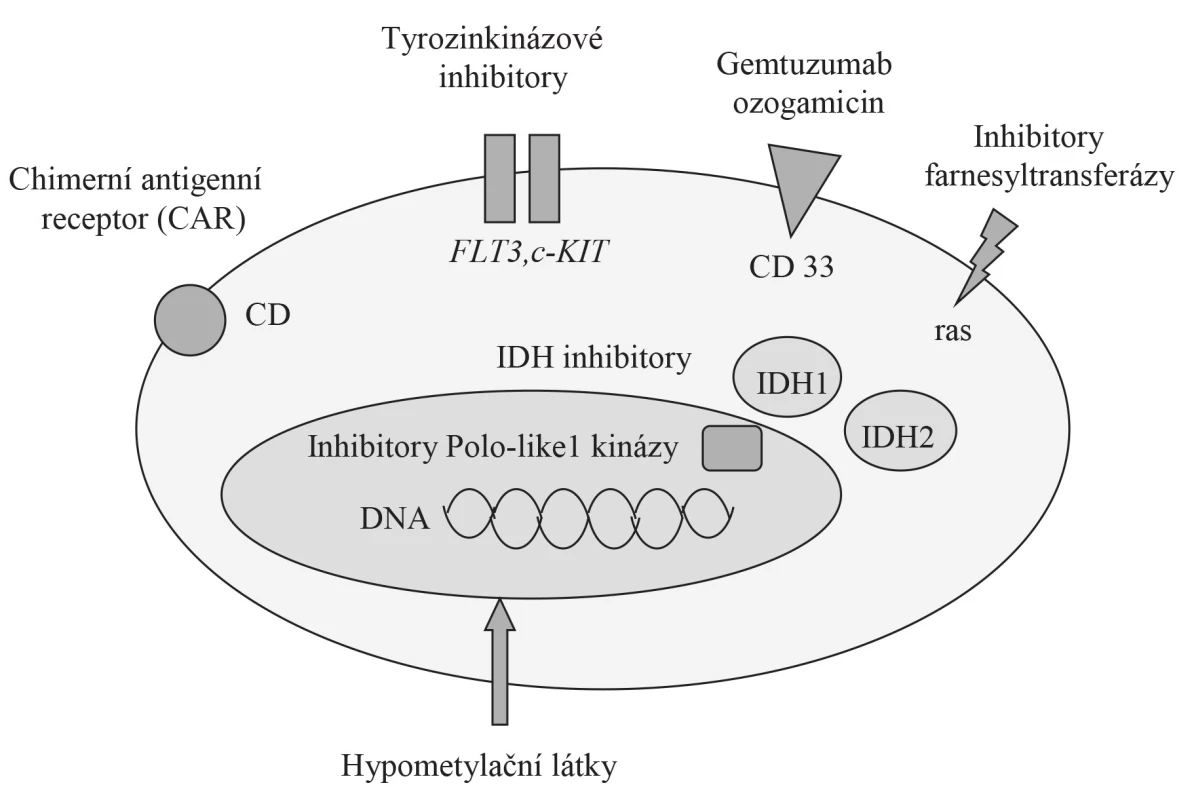 Potenciální terapeutické cíle u AML