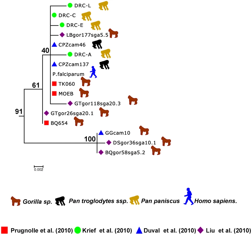 Sub-tree of the <i>P. falciparum</i> isolates.