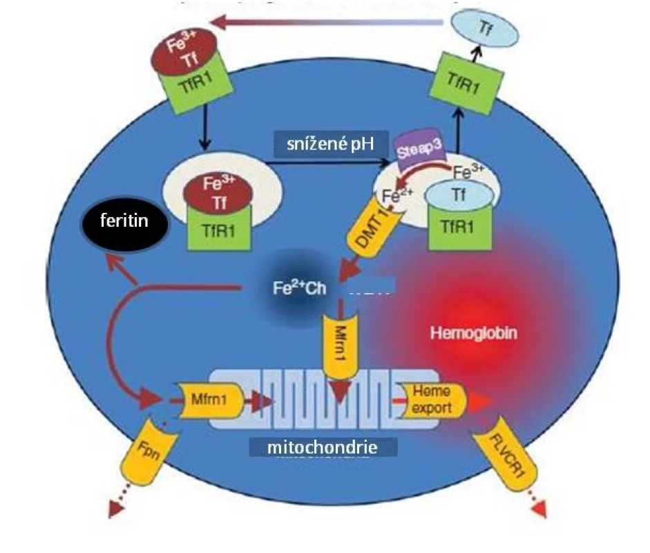 Metabolismus Fe v erytroidních prekurzorech (upraveno podle Ganze et al.).

