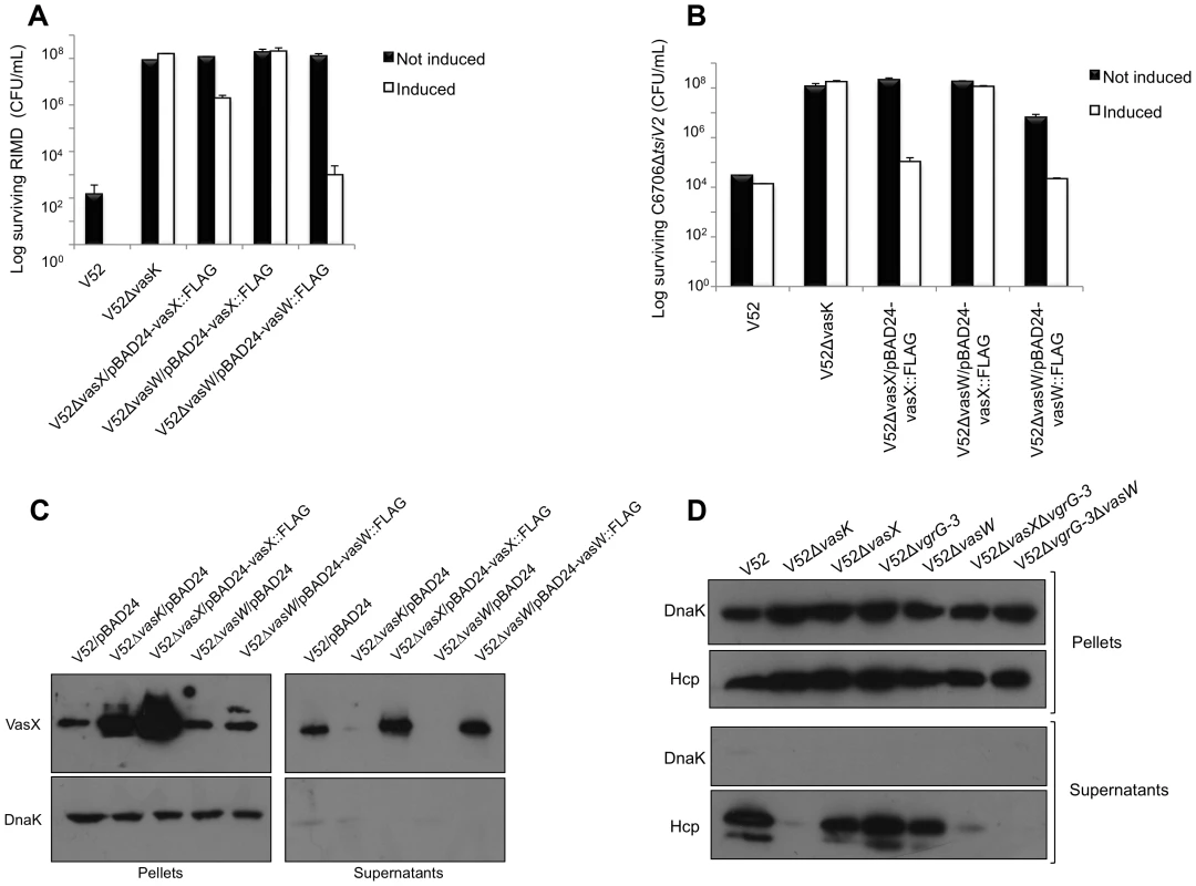 VasW plays an accessory role in VasX-mediated bacterial killing.
