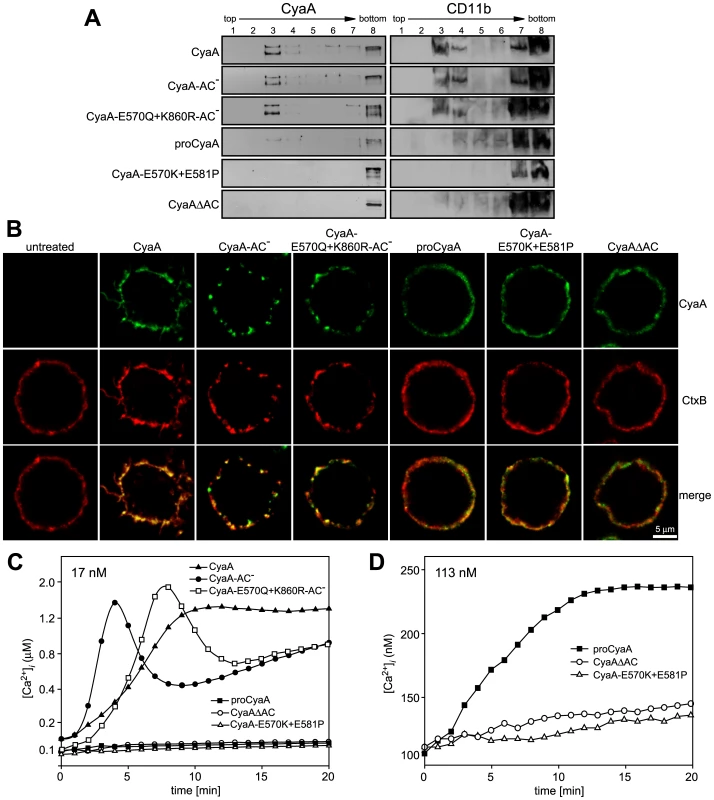 Mobilization of CyaA into lipid rafts depends on CyaA-mediated Ca<sup>2+</sup> influx.