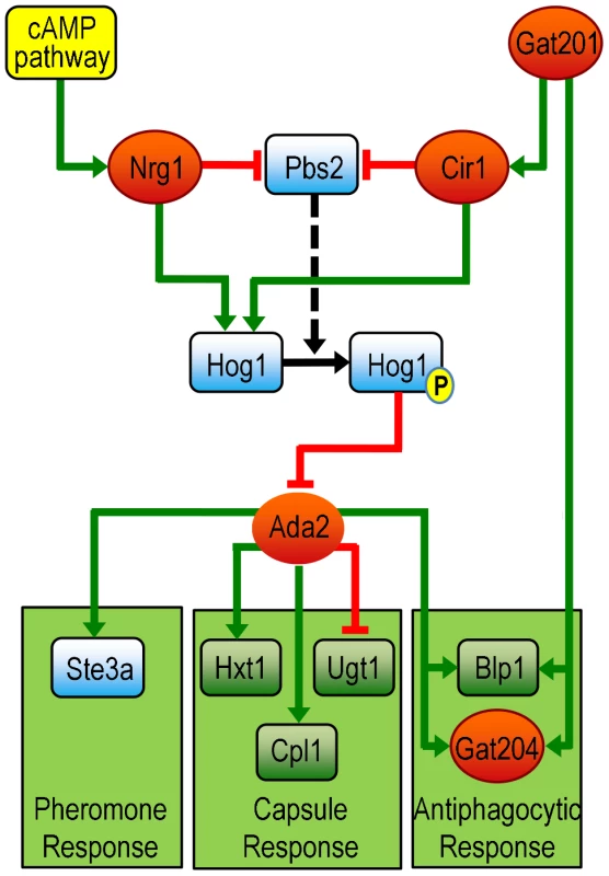 A model of Ada2 within the broader network of capsule, mating, and antiphagocytic responses (see text for details).
