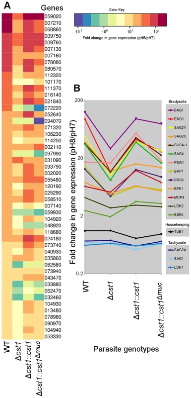 Lack of CST1 reduces bradyzoite gene expression.