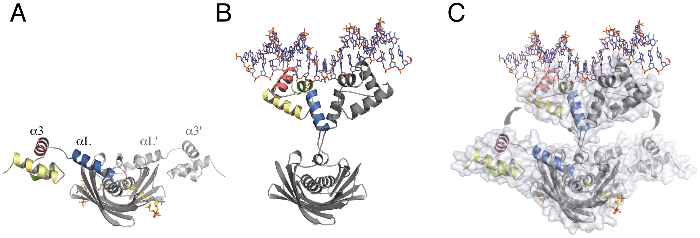 The transitional switch between the relaxed and tense states of the repressor involves a significant rearrangement of the DBDs.