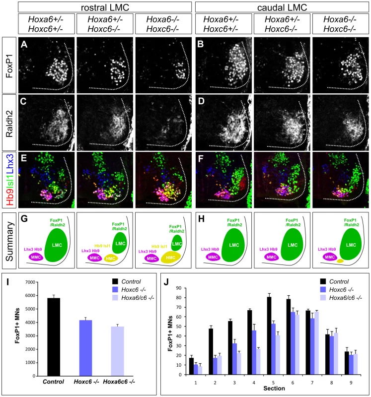 Analysis of motor neuron columnar specification in <i>Hox6</i> mutant mice.