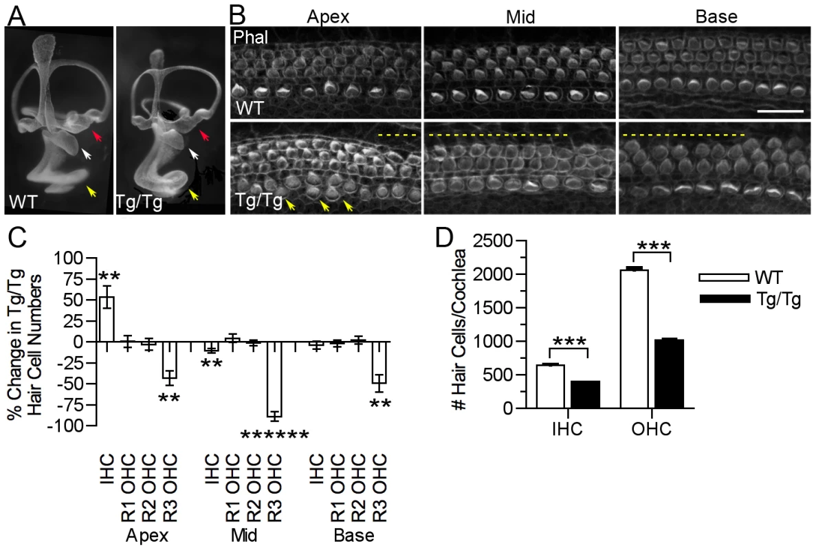 Mutation of <i>Sfswap</i> results in a shorter cochlea, fewer outer hair cells and ectopic inner hair cells.