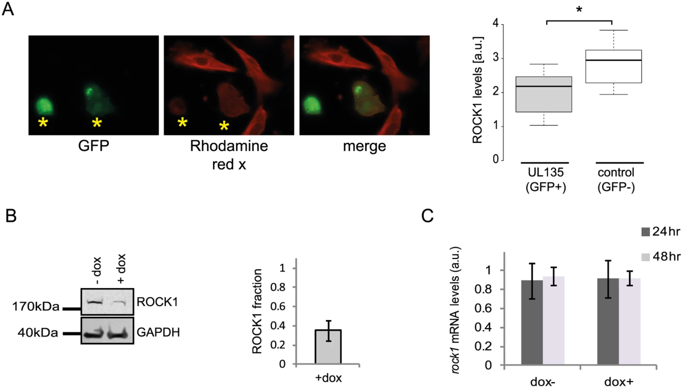 pUL135 contributes to ROCK1 degradation.