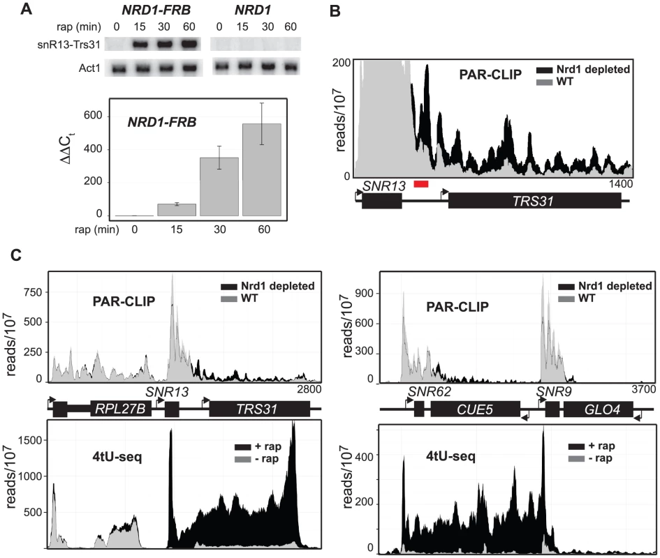 Nrd1 increases the stability of the readthrough transcripts.