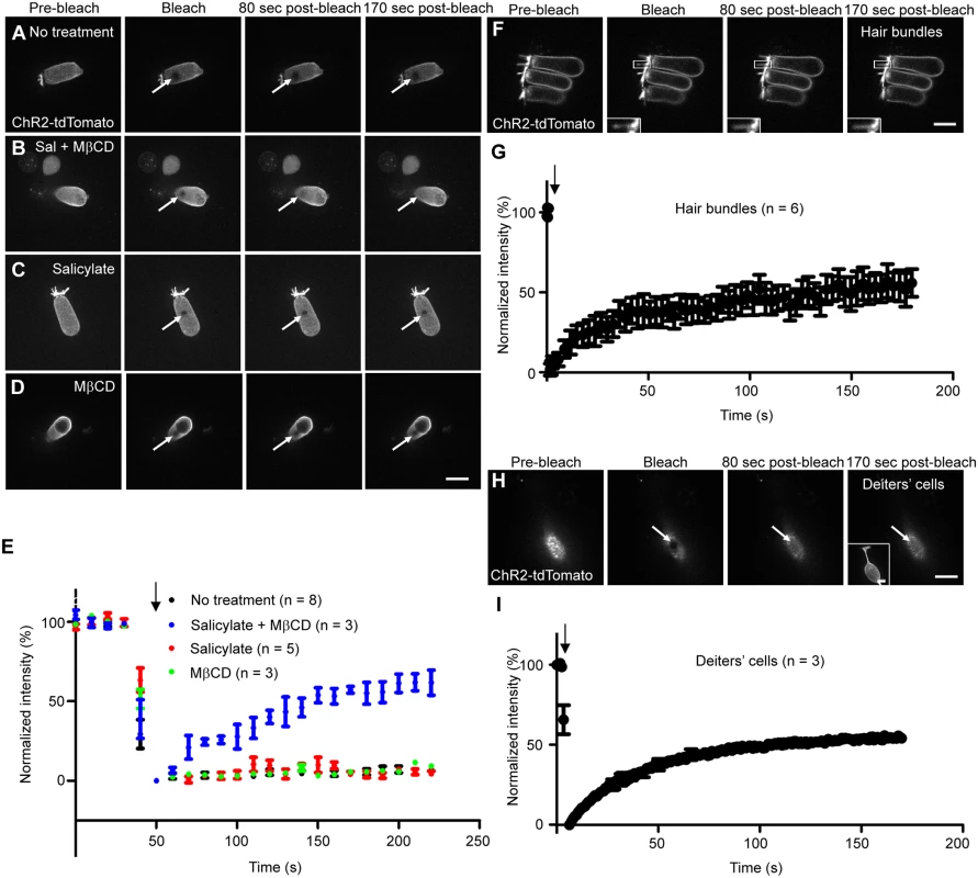 Mobility of ChR2-tdTomato in isolated OHCs and SCs at P18-22 using FRAP analysis.