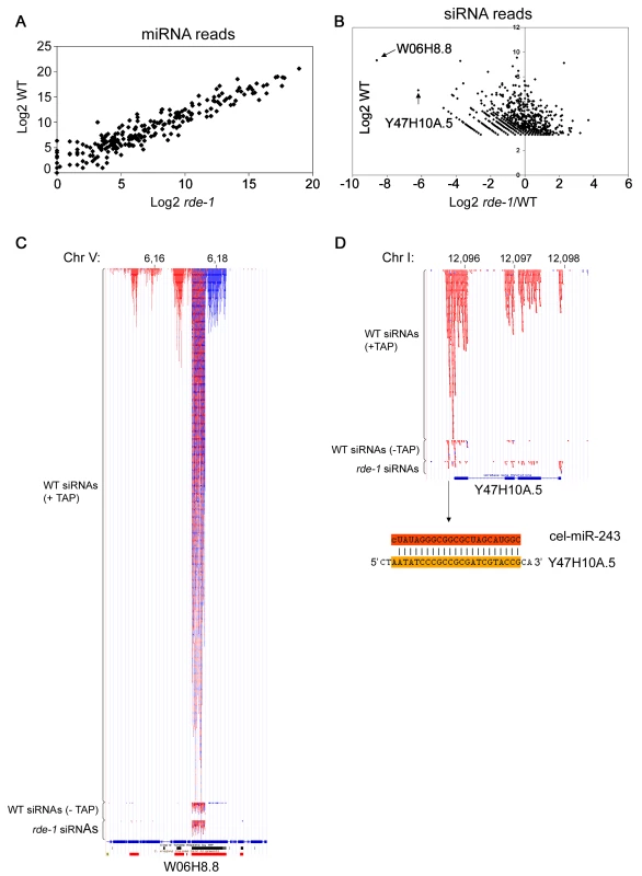SiRNAs but not miRNAs are affected on <i>rde-1</i> mutant worms.