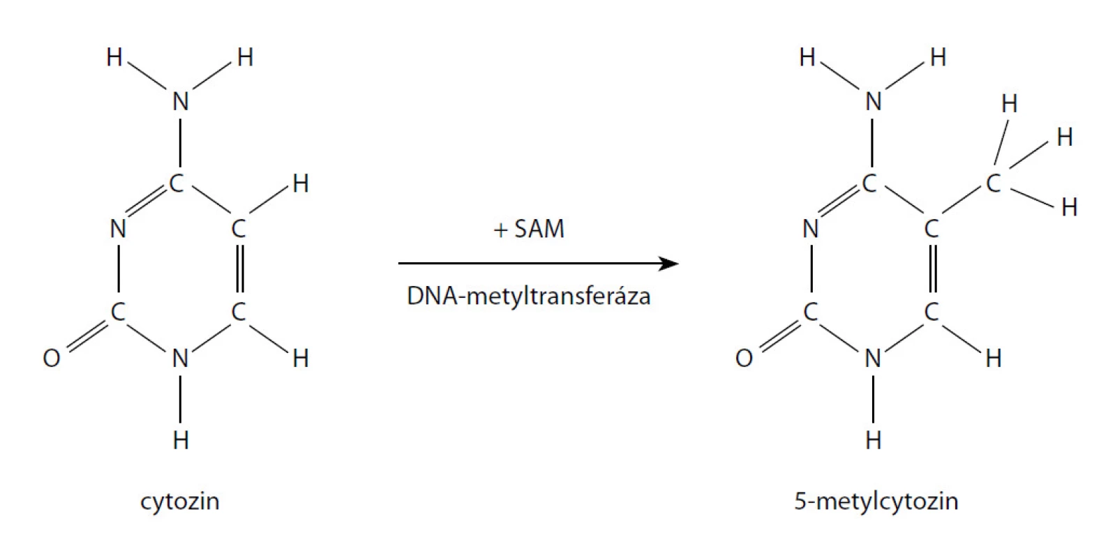 Lokální metylace CpG
Fig. 1. CpG methylation