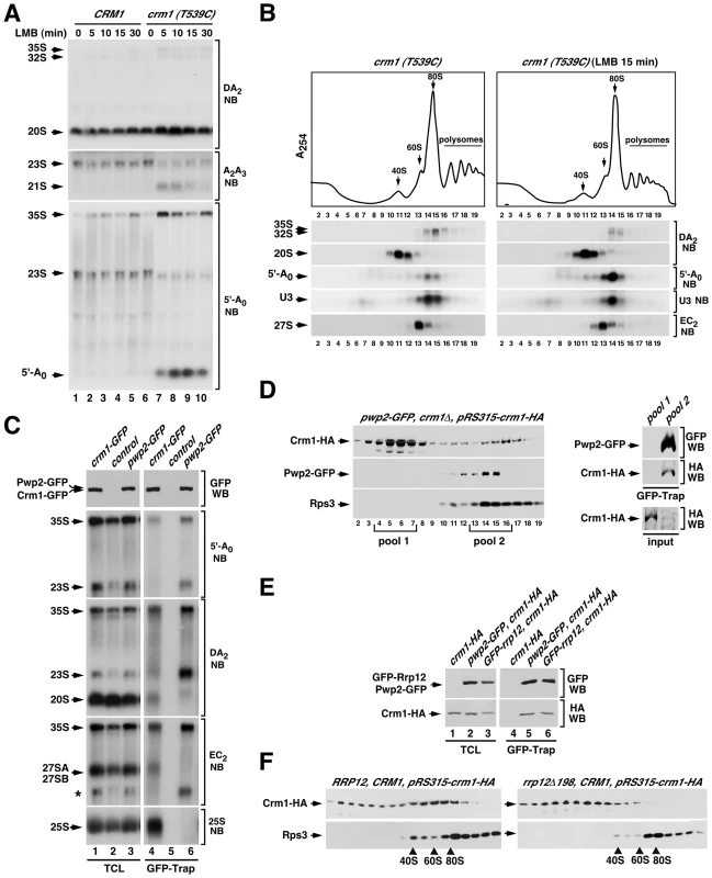 Crm1 participates in the Rrp12-mediated 90S maturation step.