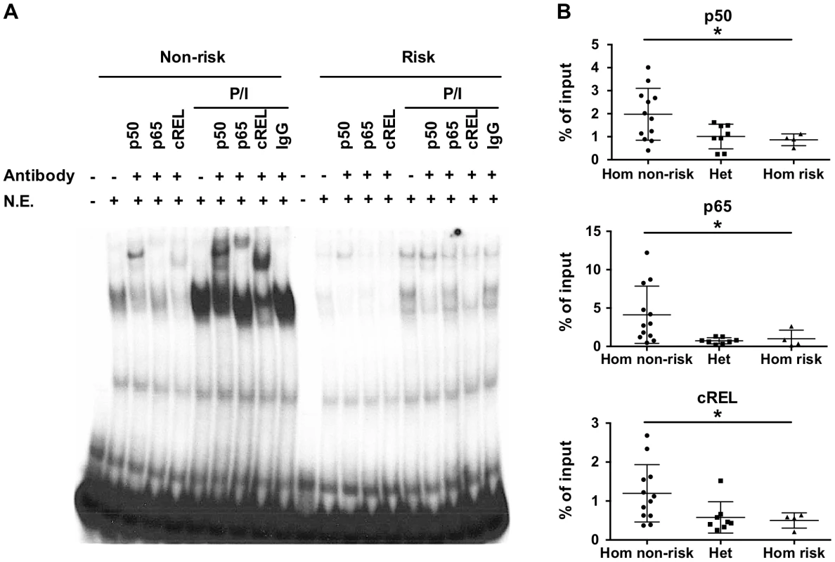 The TT>A variants result in reduced binding of a nuclear protein complex that contains NF-κB subunits.