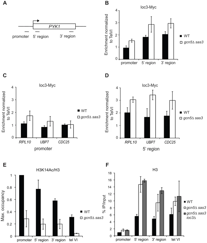 Loss of the Sas3 and Gcn5 H3 acetyltransferases modestly alters Isw1a recruitment to chromatin.