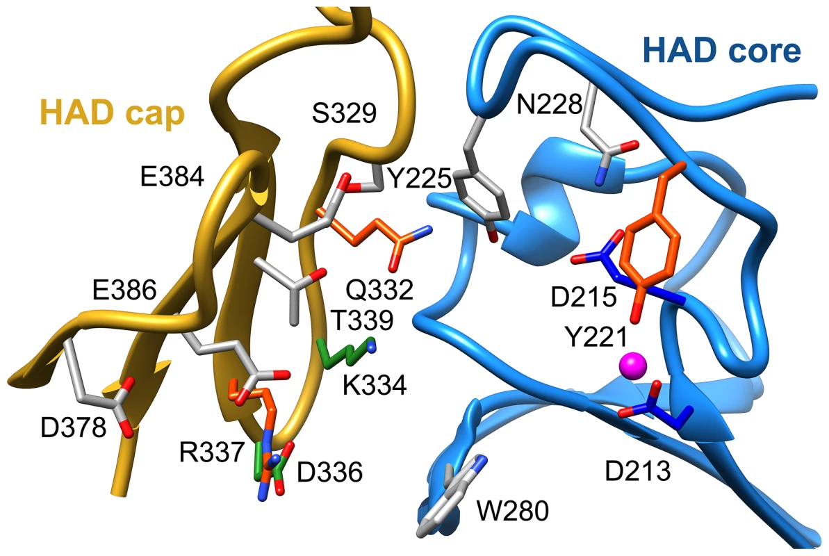 Putative substrate interacting residues in <i>B. malayi</i> analyzed by mutagenesis and kinetics.